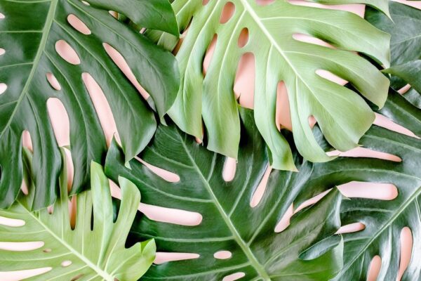 Peinture murale Feuilles de Monstera Tropicales