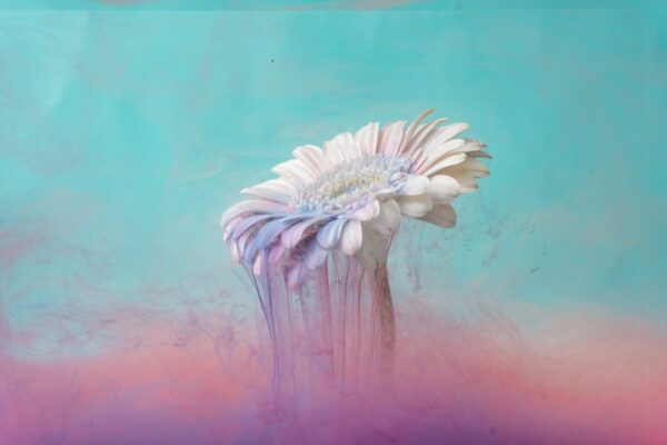 Peinture murale Marguerite blanche et Fumée