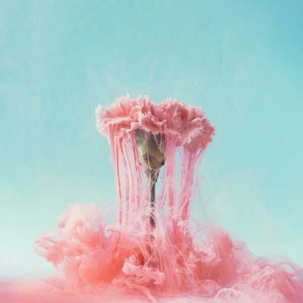 Papier peint Oeillet et fumée rose