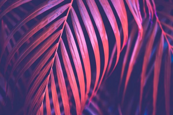 Peinture murale Cosmic Tropical Palm