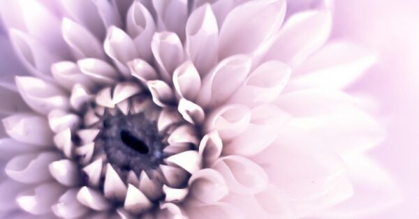 Peinture murale Dahlia violet clair