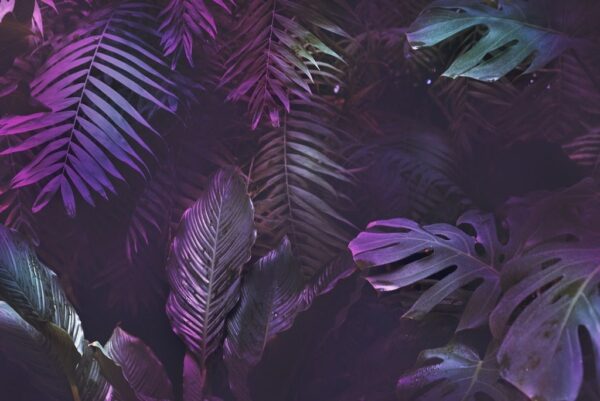 Peinture murale Fond de jungle tropicale