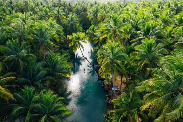 Peinture murale Palm Jungle aux Philippines
