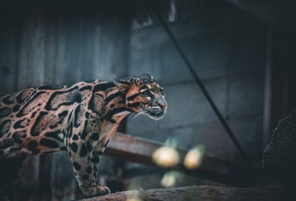 Peinture murale Portrait d'un léopard dans le zoo
