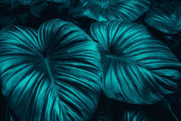 Papier peint Feuille verte texture
