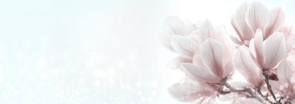 Peinture murale Fleurs de magnolia