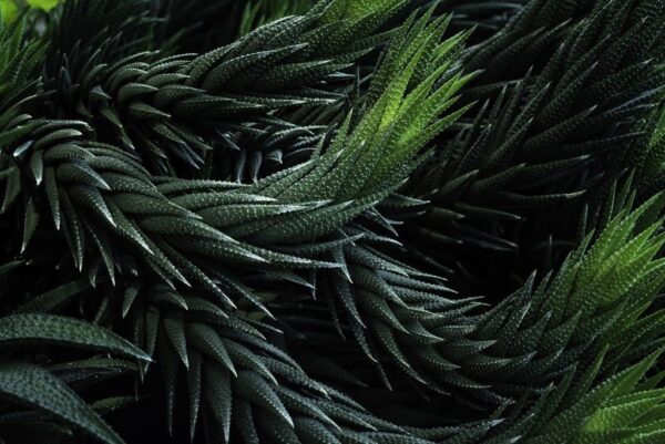 Papier peint Feuille verte texture