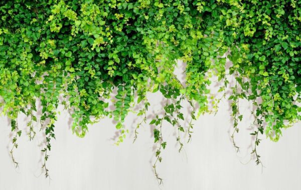 Papiers peints grimpeurs verts