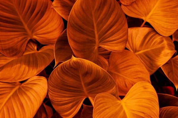 Sticker mural Feuilles d'oranger