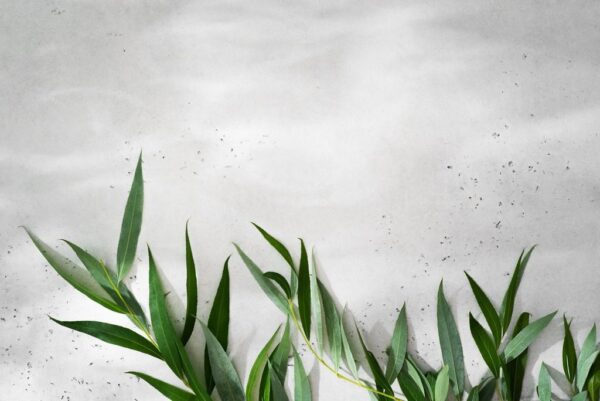 Peinture murale Feuilles sur fond gris clair