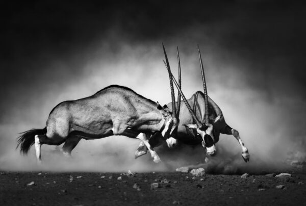 Lutte pour la domination – Image 2