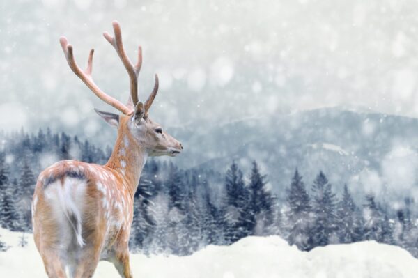 Une image d'un renne sur la neige – Image 2