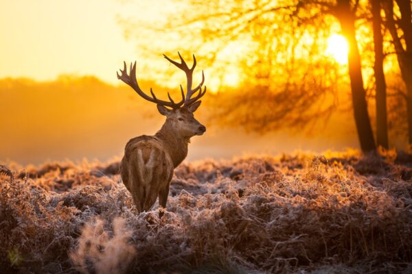 Image d'un cerf au coucher du soleil – Image 2