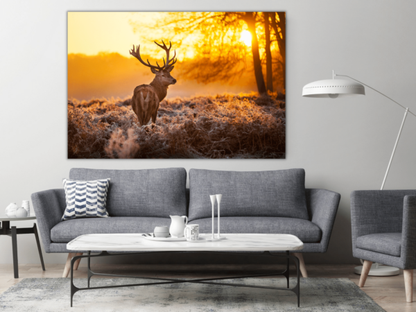 Image d'un cerf au coucher du soleil – Image 3