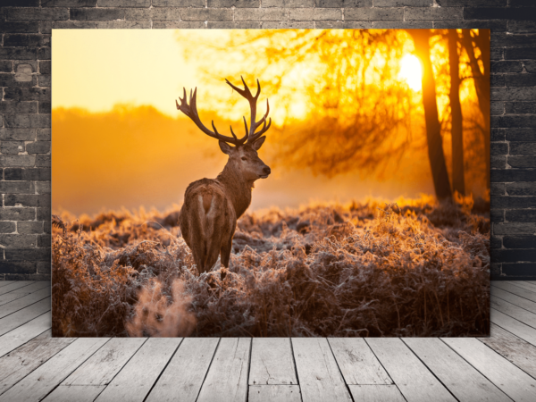 Image d'un cerf au coucher du soleil