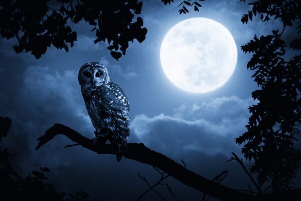 L'image du hibou et de la lune – Image 2