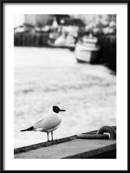 Oiseau de port Poster