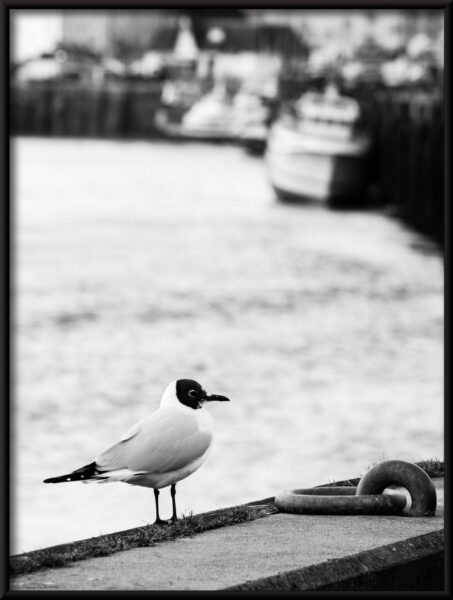 Oiseau de port Poster – Image 2