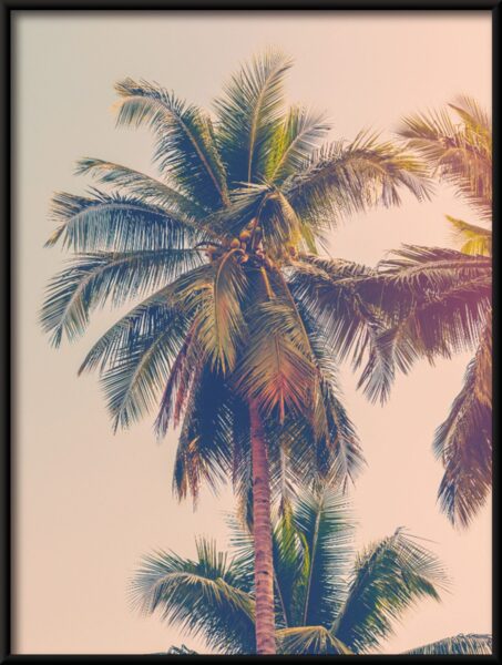 Cocotier Poster – Image 4