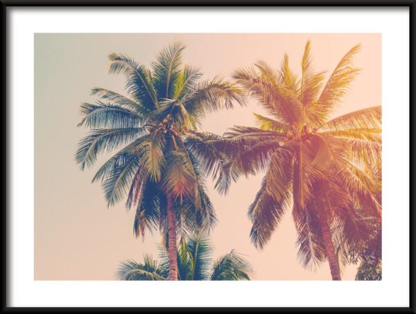 Cocotier Poster