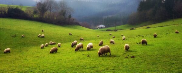 Peinture murale Moutons broutant