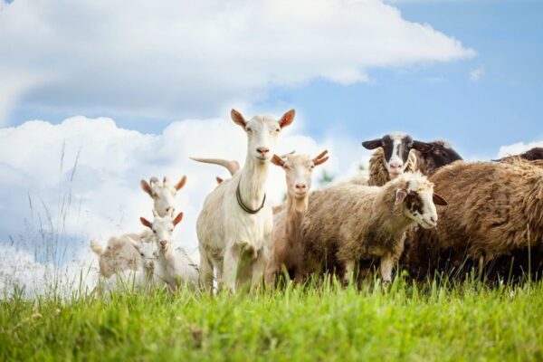 Peinture murale Moutons et chèvres