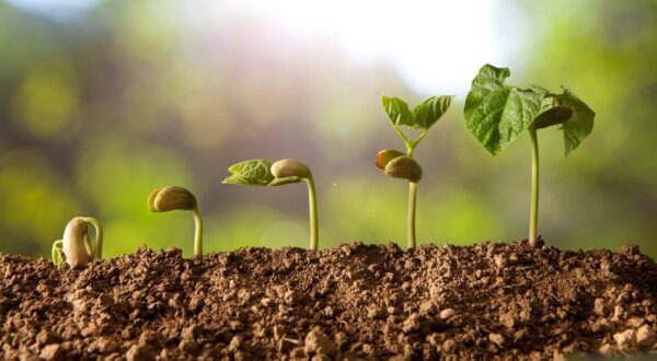 Peinture murale Plantes en germination