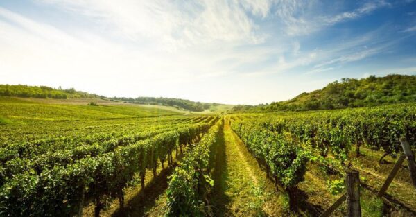 Poster XXL Vignoble Solaire