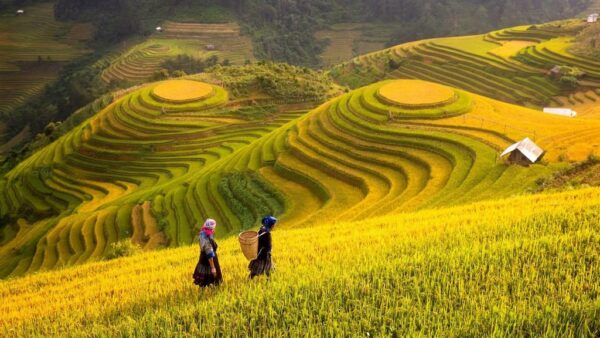 Peinture murale Rizières au Vietnam