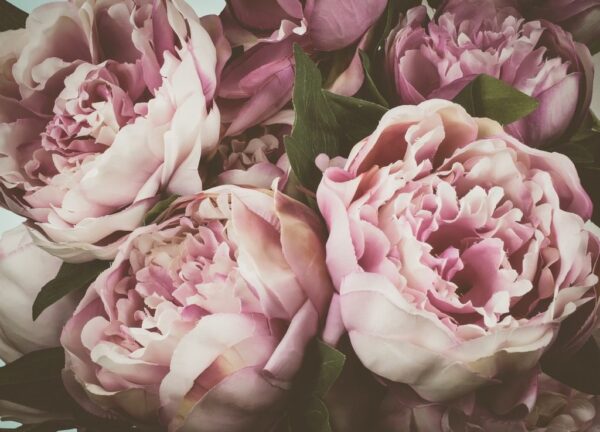 Peinture murale Bouquet de pivoines