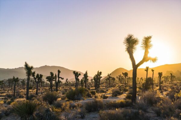 Peinture murale Parc au coucher du soleil aux États-Unis