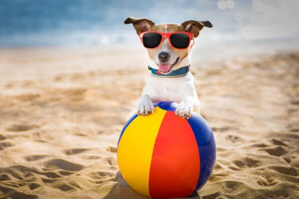 Une image d'un chien en vacances – Image 3