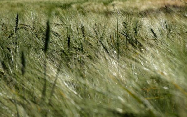 Peinture murale Brins d'herbe