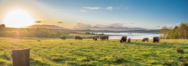 Peinture murale Vaches et lac
