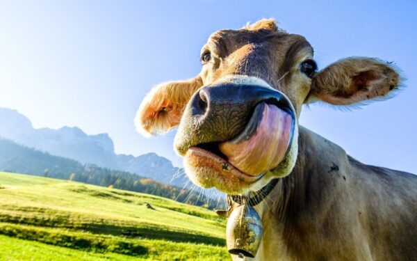 Peinture murale Vache en train de manger
