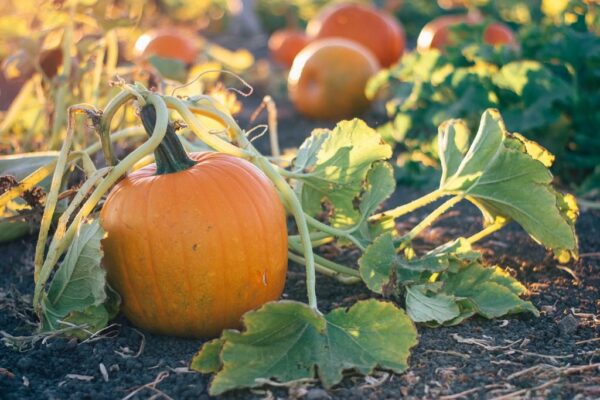 Peinture murale Citrouilles dans le jardin