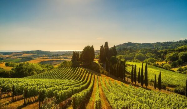 Peinture murale Vignoble en Toscane