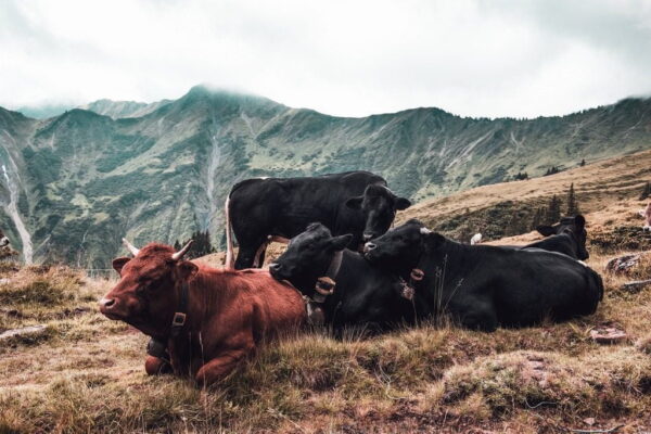 Poster XXL Troupeau de Vaches