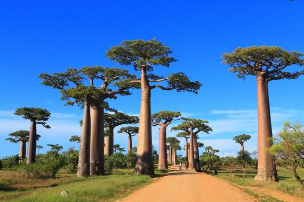 Peinture murale Baobabs en passant