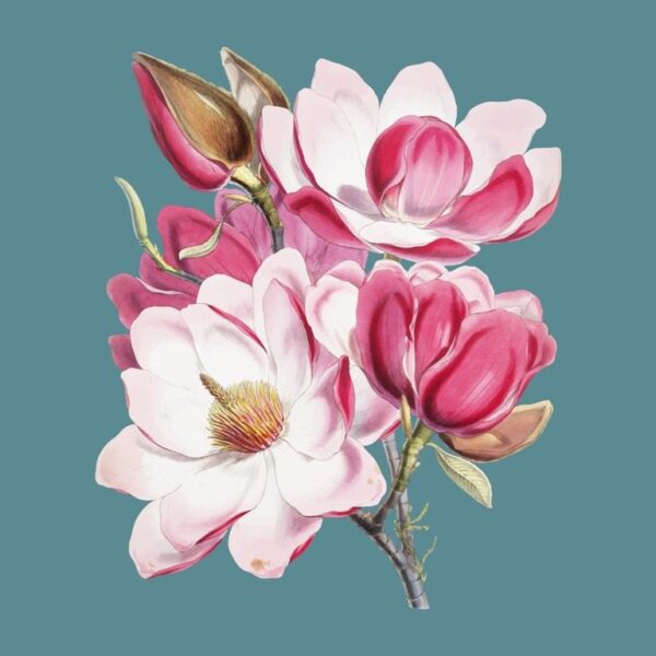 Une image de magnolias roses – Image 3