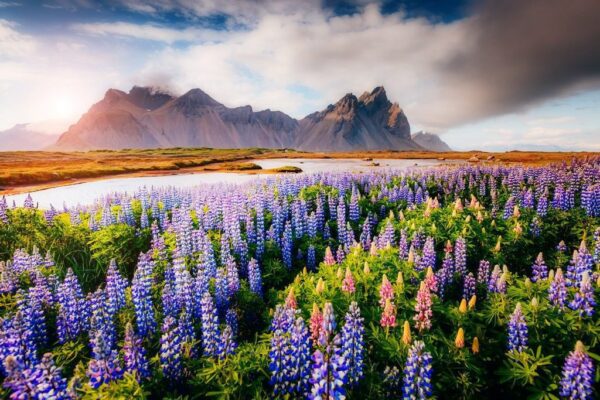 Peinture murale Fleurs de lupin