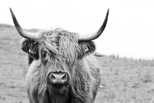 Peinture murale Vache Highlander