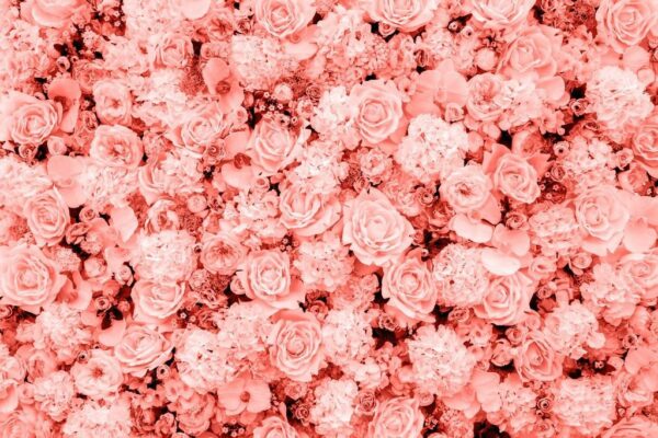 Peinture murale Roses de Corail