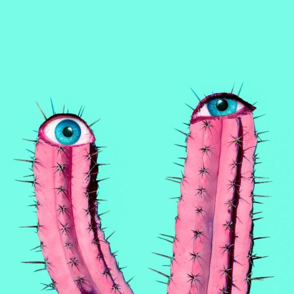 Une image d'un épineux dans les yeux – Image 3