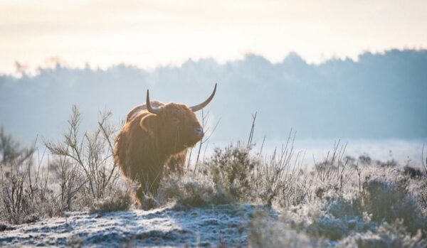 Peinture murale Bison dans la neige