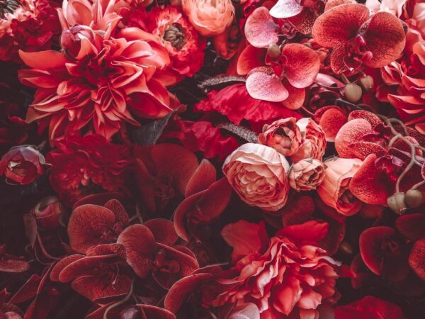 Peinture murale Fleurs rouges