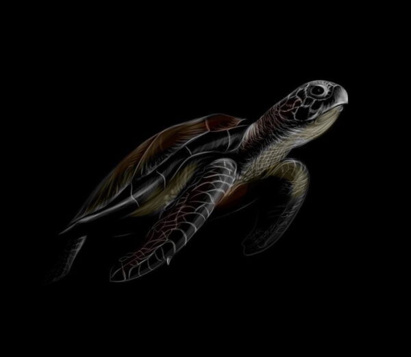 Poster XXL Tortue de mer