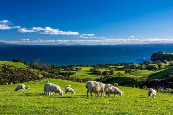 Peinture murale Moutons néo-zélandais