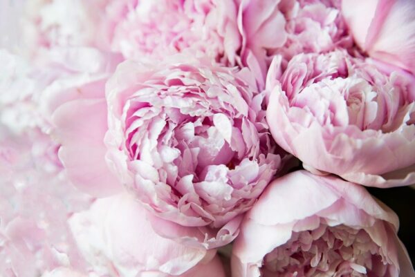 Peinture murale Bouquet de pivoines