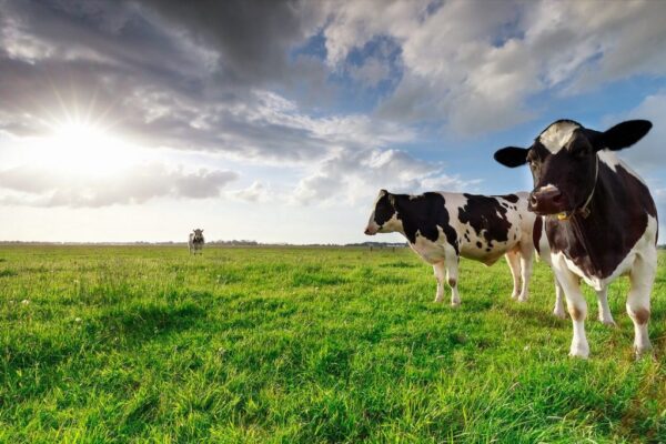 Peinture murale Vaches au pâturage